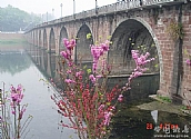 古橋