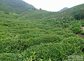 汪滿田