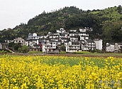 新楊村
